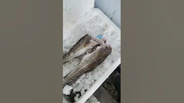 Рыба Пикша и Треска оптом