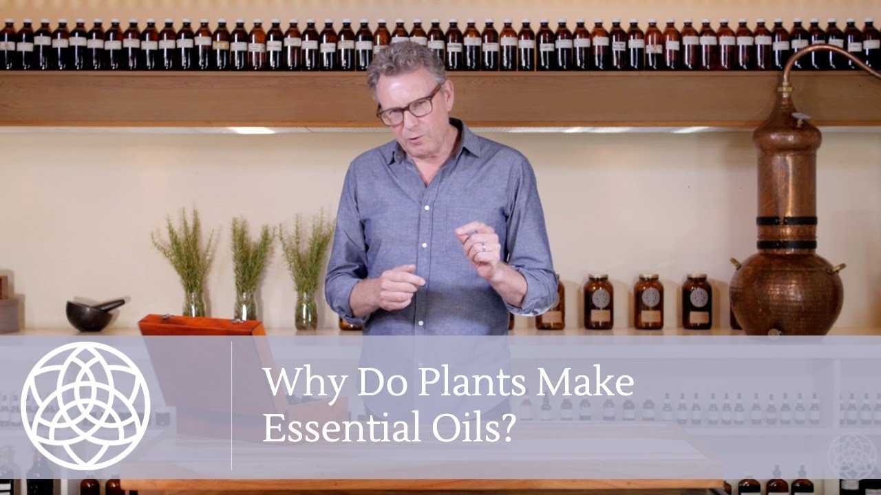 Why Do Plants Make Essential Oils? Mini Lesson with Peter Conway