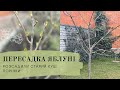 САДОВІ клопоти 🌳 ПЕРЕСАДЖУЄМО велику ЯБЛУНЮ 🍏 Розсадили кущ Чорної СМОРОДИНИ 🫐