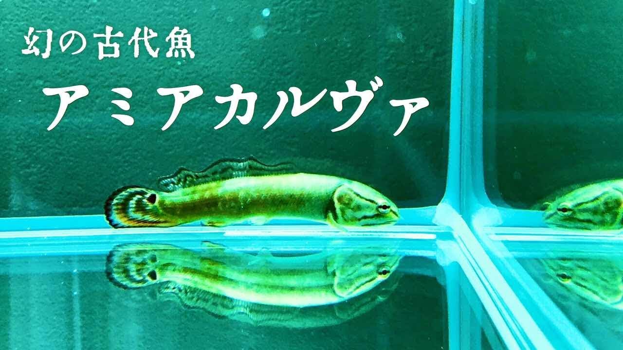 幻の古代魚 アミアカルヴァ