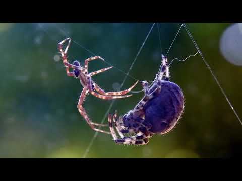 عنكبوت الحديقة الاوروبي (تزاوج العناكب)spiders mating