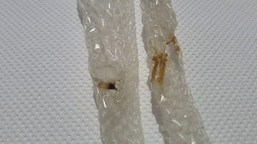 Green Tree Python (Chondro) sexing based on shed