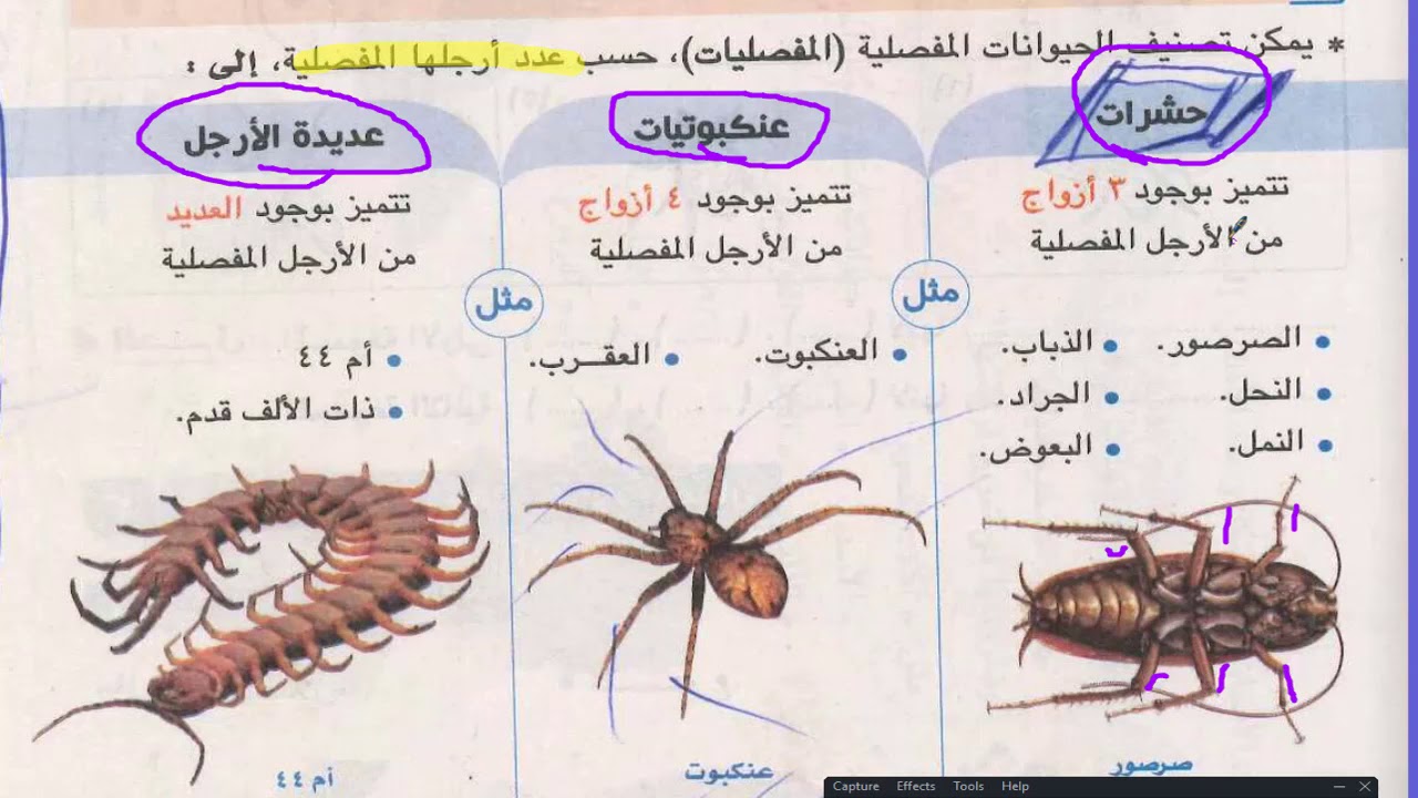 تصنيف الحيوانات علوم الصف الاول الاعدادى - YouTube