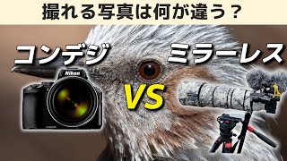 【無慈悲な比較】コンデジとミラーレスで撮れる写真の違いとは