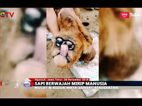 Video: Anak Lembu Bermutan Dua Muka Dilahirkan - Pandangan Alternatif