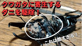 クワガタに寄生している大量のダニを駆除する！1番効果的なダニの駆除方法とは？