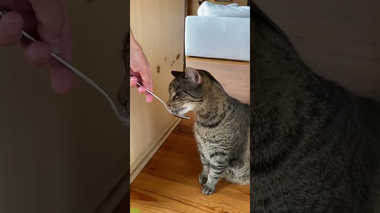 Funny Cat 🐱 Cat videos Compilation 🐈‍⬛ # 