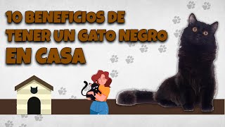 10 BENEFICIOS DE TENER UN GATO NEGRO EN CASA