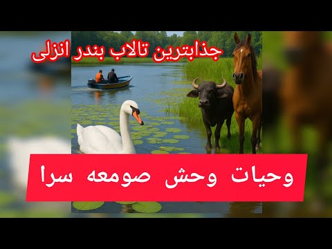 زیباترین تالاب بندر انزلی وشگفتی های حیات وحش صومعه سرا