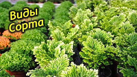 Виды и сорта Селагинеллы. Разновидности растения.