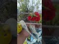 🛒買って正解！日本で見つけた安心インコ用品🐦✨