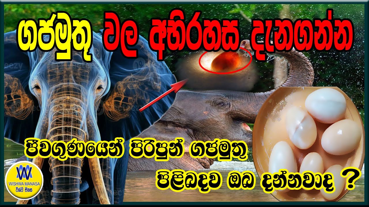 ඉතාම වටිනා ගජමුතු පිලිබද විස්තරය, ඇත් දළ, Gajamuthu, ethdala, elephant tusk, elephant pearls.