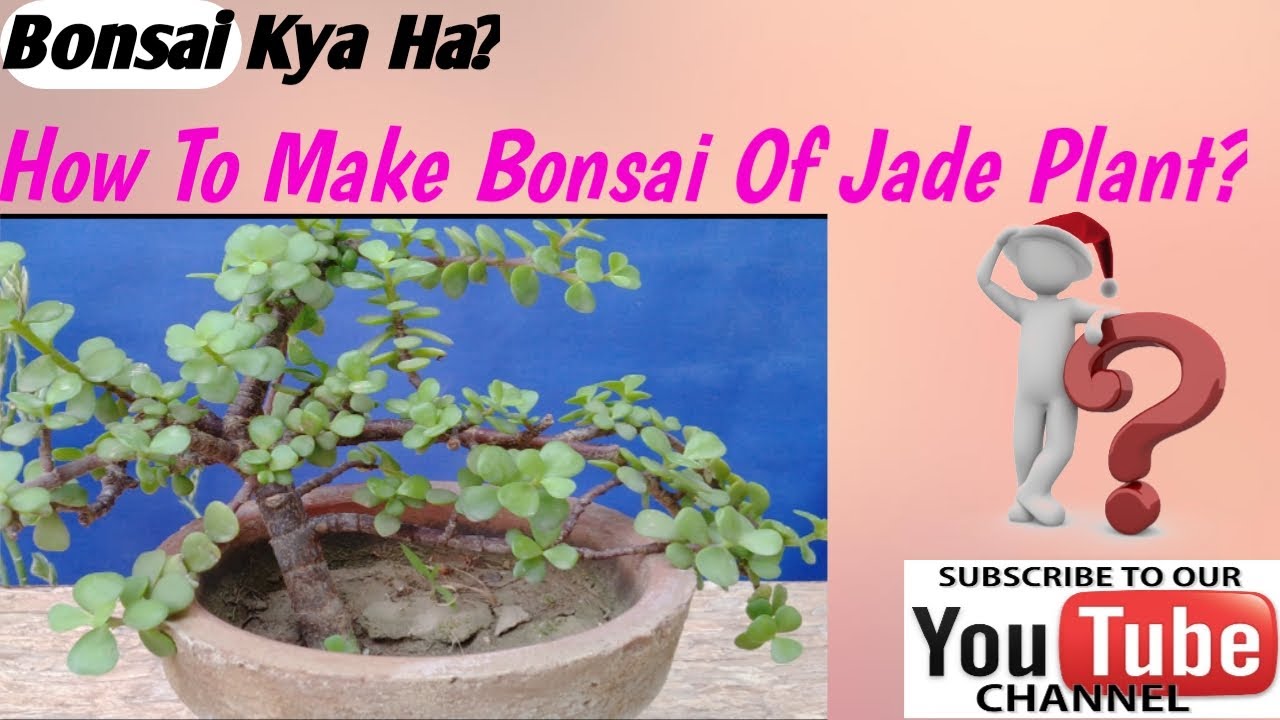 How To Make Bonsai of Jade Plant Part 1|| Bonsai Training || Easily At