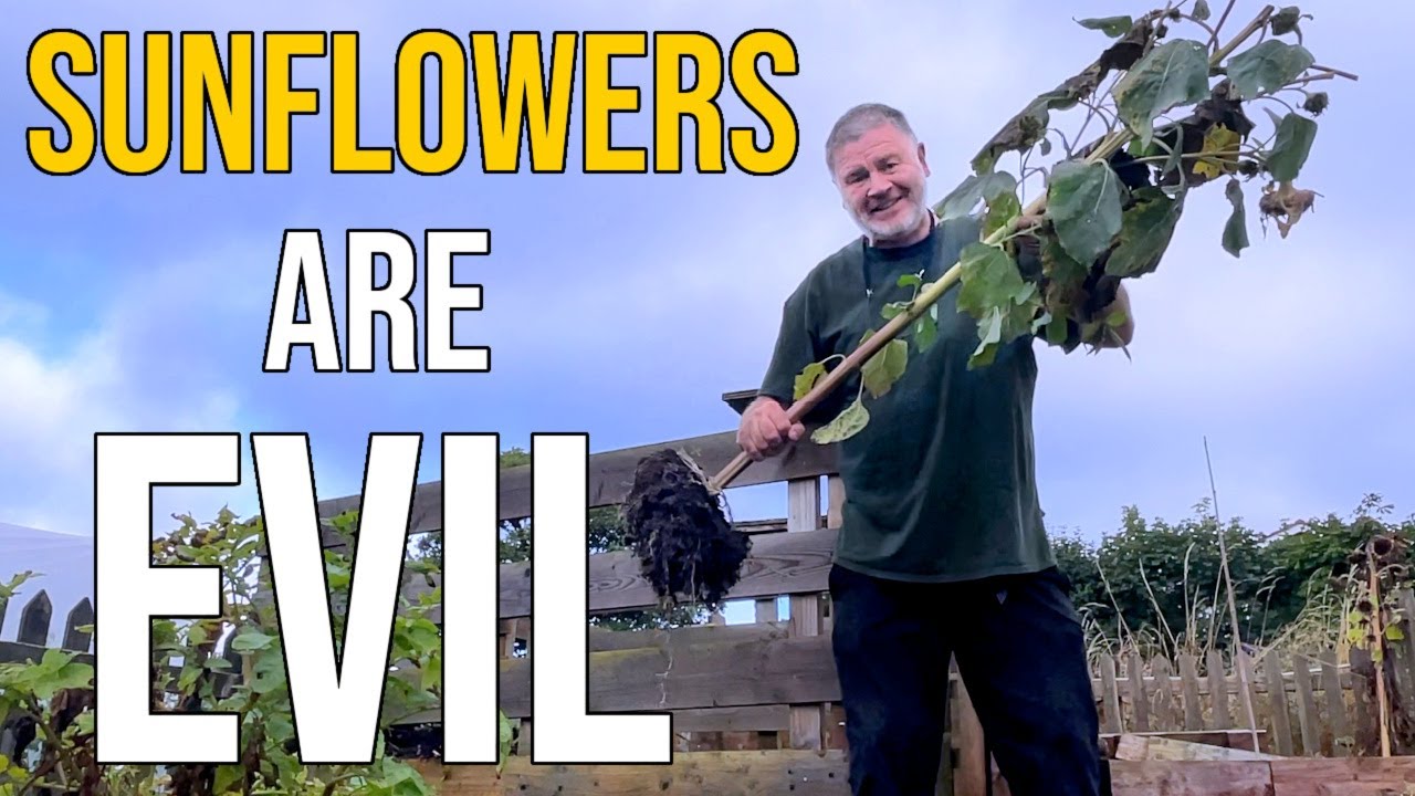 Sunflowers Destroy Crops