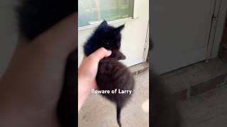Beware of LARRY #viral #cat