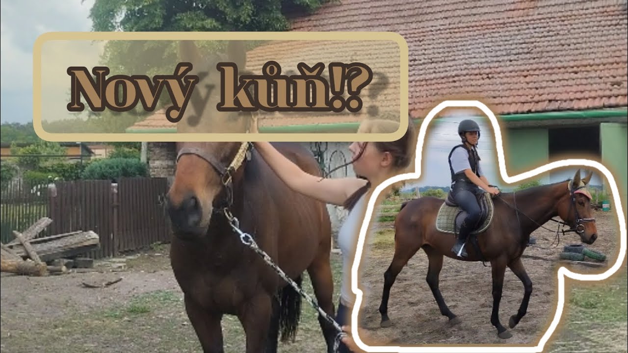 Nový kůň!? informace