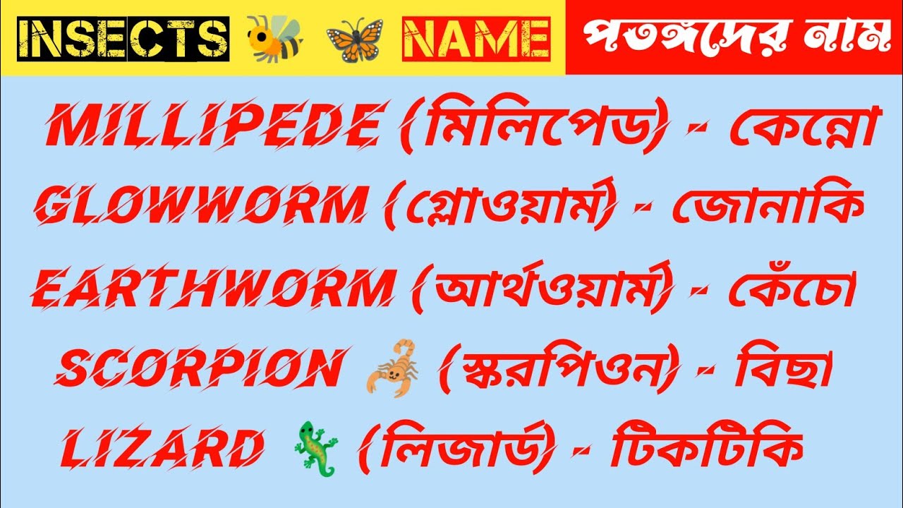 Insects Name English To Bengali || পতঙ্গদের ইংরেজি নাম শিখুন || 