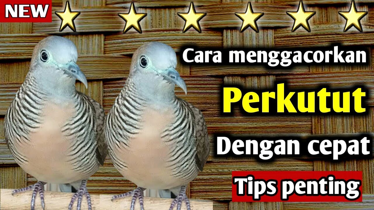 Cara menggacorkan burung perkutut dengan cepat ⁉️ - YouTube