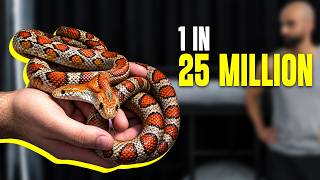 I Brought The Craziest Animals To My House