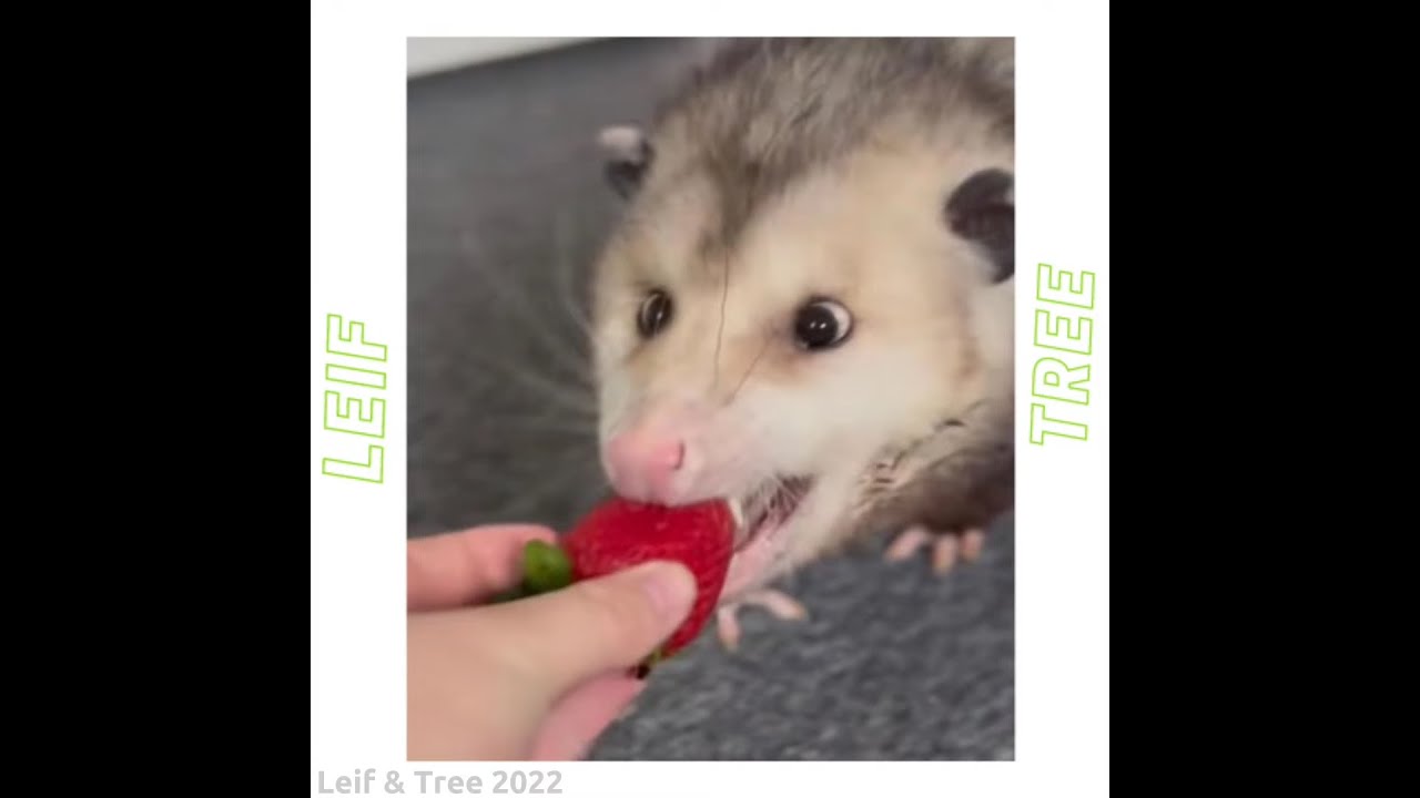 Leif & Tree (Full Discography)