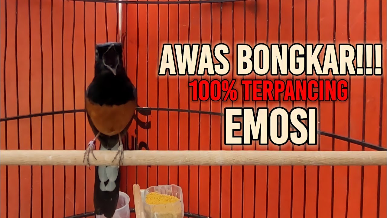 MURAI BATU GACOR!! DENGAN CEPAT MURAI BATU PASTI AKAN EMOSI IKUT GACOR DENGAN MASTERAN INI