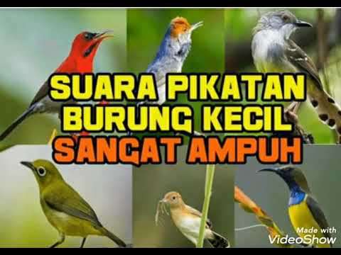 suara pikat semua jenis burung durasi pendek
