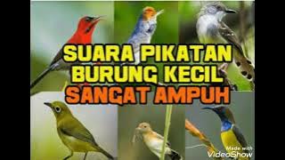 suara pikat semua jenis burung durasi pendek