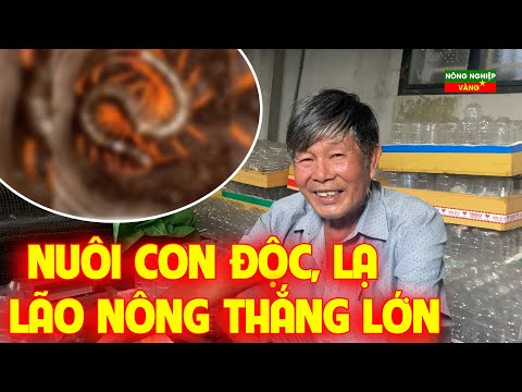 Video Nuôi con độc lạ nhất tỉnh Tây Ninh | Lão Nông kiếm... - youtube