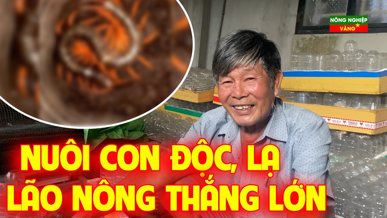 Nuôi con độc lạ nhất tỉnh Tây Ninh | Lão Nông kiếm hàng trăm triệu mỗi năm