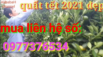 vườn quất tết 2021 đẹp, quất cảnh tháp, mua liên hệ sđt:0977376534