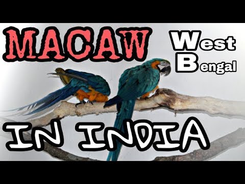 camera iphone 8 plus apk MACAW PARROT IN INDIA | WEST BENGAL | MURSHIDABAD