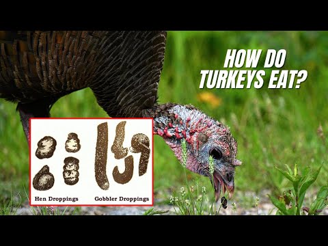 Turkey Anatomy!  How Turkeys eat & how TURKEY GIZZARDS WORK!