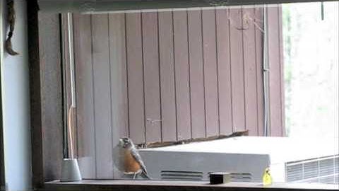 Robin Attacking Window