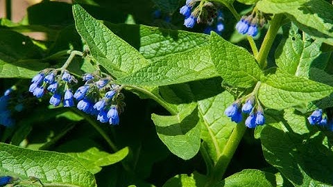 Gc Ms Analysis of Cordia dichotoma G  Forst Bark Hexane Extract and Evaluation of Anti Bacterial