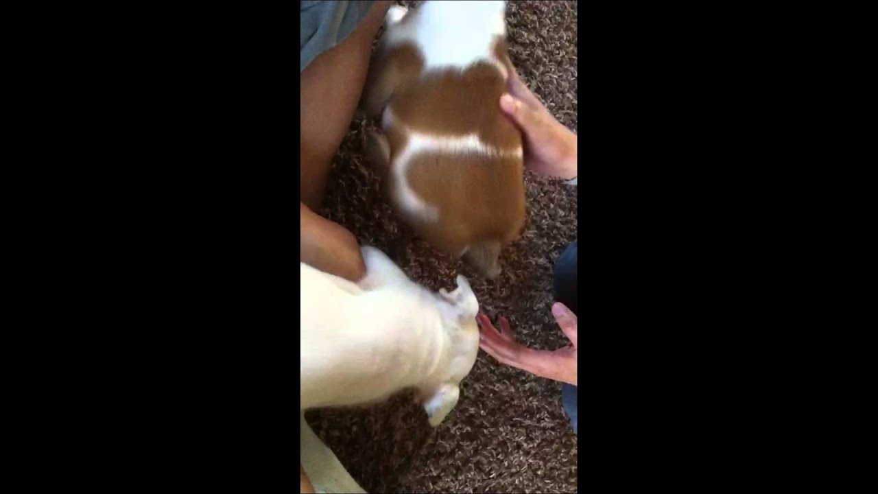 Beatrix kiddo the bulldog puppy