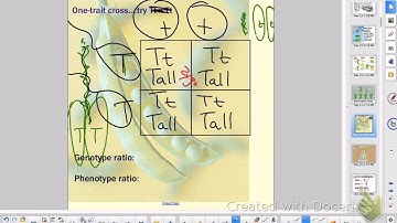 Mendelian Genetics, Part 1 (AP Ch 11)
