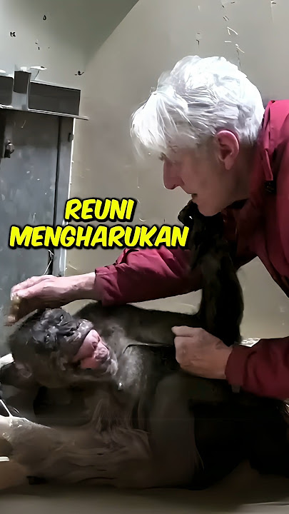 The Touching Reunion of Chimpanzees and Humans #interestingstory