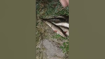 Cắm Câu Cá Lóc To #sanbatmientay #fishing #sanbat #cuocsongmientay #raysanbatmt #sanbat #fish