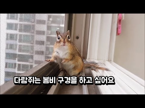 다람쥐는 <strong>봄비</strong> 구경을 하고 싶어요