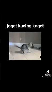 Story wa joget kucing kaget