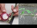 The secret to breeding pomelo branches with purple onions is extremely effective