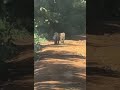 Jaguar Encounter🇬🇾