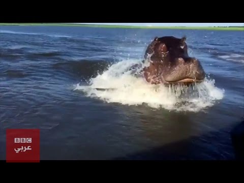 فرس نهر عملاق يلاحق قاربا