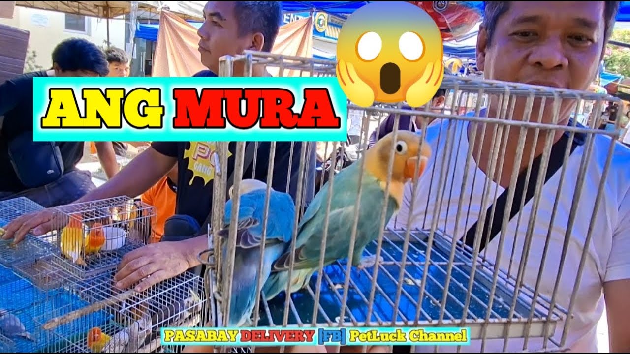 LOVEBIRDS SUPER SALE SA HULONG DUHAT MALABON PET MARKET
