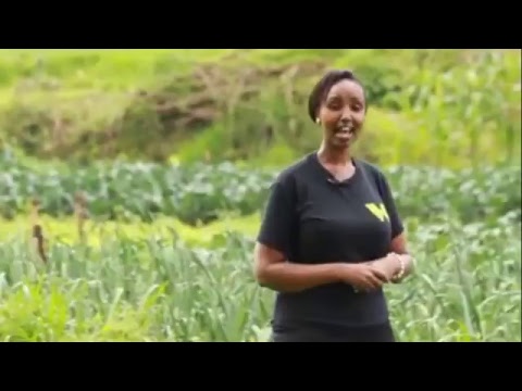 Video: Vipande Vya Kabichi Vilivyojaa Na Uyoga Kwa Njia Ya Muffins