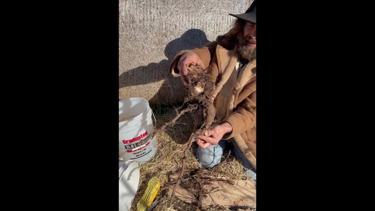 Japanese Knotweed - Processing