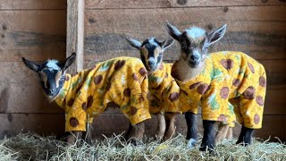 Need a lift? Goats in pajamas!