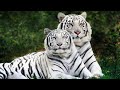 Rare, Exotic Bengal White Tiger In Mysore Zoo