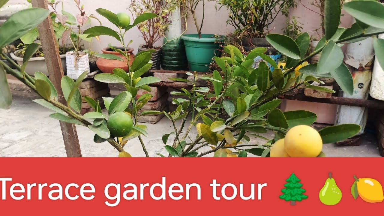 Terrace garden tour 🌲🪴/garden tour 