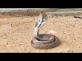 Indian spracticaled venomous cobra snake rescue contact 7396969617
